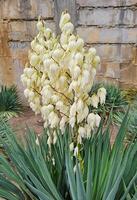Inflorescences of Yucca filamentosa. Vertical view. photo