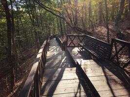 Eco trail, wooden staircase in a shady park. photo
