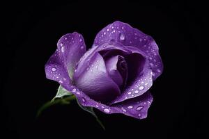 Elegant purple rose adorned with glistening water droplets creates a striking contrast against a deep black background photo