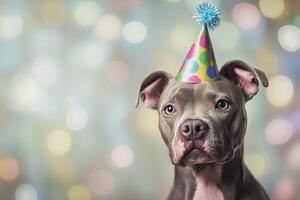 grey pitbull dog in festive party hat on blurred bokeh lights background with copy space, birthday celebration card photo