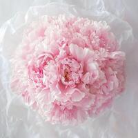 top view romantic and elegant bouquet of pink peonies with large ruffled petals and delicate wrapping photo
