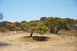Burnt Forest Landscape in Antalya with Scorched Trees and Dry Soil photo
