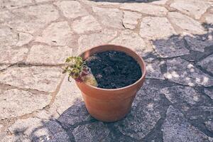 Preparing to transplant plants into a new brown pot on the background of a stone path in the backyard. With a place to copy photo