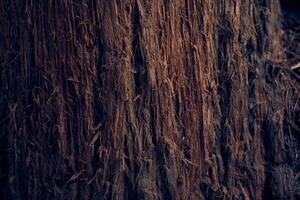 The surface of the tree bark. The villi of the bark are coarse in texture. The pattern and texture of tree bark. A background with space to copy. photo