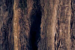 A hollow in the trunk of a tree. Maple burger close-up. Natural background with space to copy photo