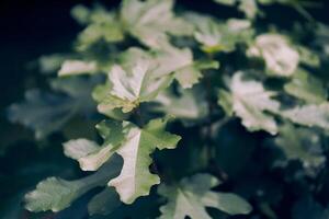 Green leaves of a fig tree on a summer day. Background and texture of nature. Fig leaves close-up photo