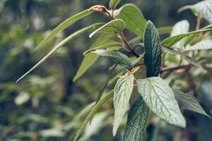 Blurred background, in the foreground green leaves of viburnum wrinkled close-up. Elongated leaves on a branch. With space to copy photo