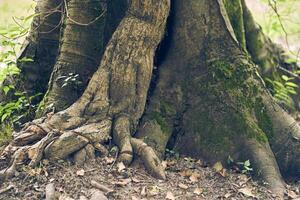 Yunnan wood frame. The massive roots of the tree stick out from the ground in the moss. Textured natural background with the ability to copy. photo