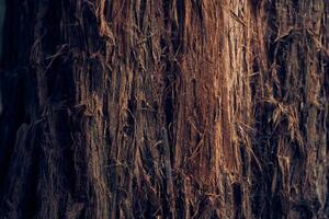The villi of the bark are coarse in texture. The surface of the tree bark. The pattern and texture of tree bark. A background with space to copy. photo
