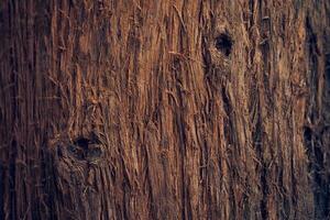 A hole in the bark of the viburnum crease tree. The villi of the bark are coarse in texture. The surface of the tree bark. A background with space to copy. photo