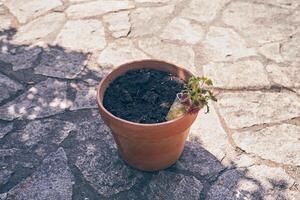 Transplanting plants into a new brown pot on the background of a stone-lined path in the backyard. With a place to copy photo
