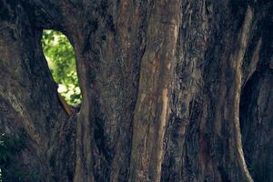 Uneven, bumpy roots protrude from the ground. Maple burger tree trunk close-up. With space to copy photo
