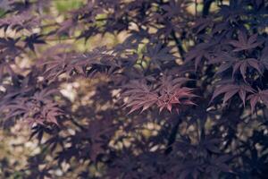 Branches of a maple tree with bright purple leaves in autumn. Leaves in autumn with red leaves hanging from trees on twigs and branches. photo