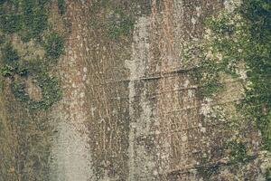 Moss grows on the crowns of trees in nature parks. The wood frame is Yunan. Due to the high humidity in the air. Textured natural background with the ability to copy. photo