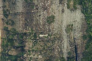 Close-up of moss growing on a Yunnan carcass tree in nature parks. Due to the high humidity in the air. Textured natural background with the ability to copy. photo