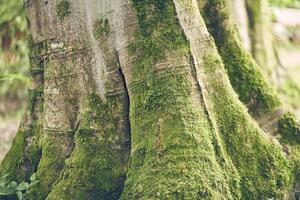 Close-up of the massive roots of a tree sticking out of the ground in the moss. Yunnan wood frame. Textured natural background with the ability to copy. photo