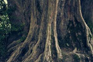 Maple burger tree close-up. Uneven, bumpy roots stick out of the ground. With space to copy photo