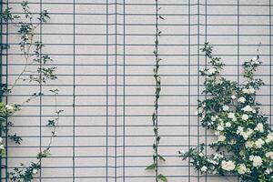 The rose is a curly banksia. It is a shrub, it has no thorns, and it is easy to take care of. From April to May, white terry flowers curl on the wall of the house. With space to copy photo