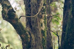 Yunnan wood frame covered with moss. Large branches stick out of the trunk. With space to copy photo