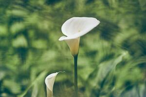 Close-up of a beautiful calla flower with space to copy. Calla flower, on a green blurred background. photo