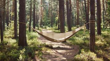 A hammock in a forest with fir trees, nature landscape in summer photo