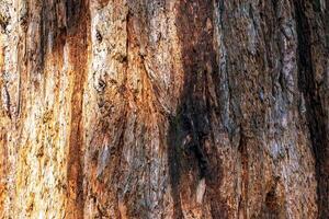 Close-up of redwood tree's trunk and bark, showing its rich wood texture. Evidence of tree's age and resilience. photo
