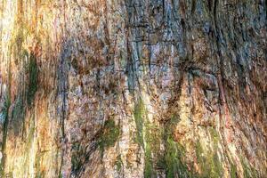 Close-up of redwood tree's trunk and bark, showing its rich wood texture. Evidence of the tree's age and resilience. photo