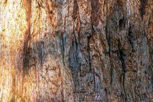 Close-up of a redwood tree's trunk and bark, showing its rich wood texture. Evidence of the tree's age and resilience. photo