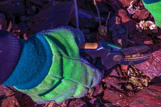 Pruning branches and pruning trees in the village. Pruning tree branches with scissors. photo