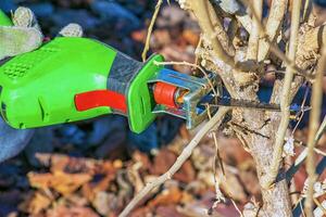 Close-up of a bush being trimmed with a mini electric saw. Spring gardening on a sunny day. photo