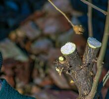 Wound of sawn branch fruit tree trunk. Seasonal sanitary pruning and rejuvenating of orchard trees photo