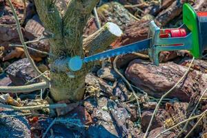 Close-up of saw used to trim Hibiscus syriacus bush. Trimmed branch in sun. photo