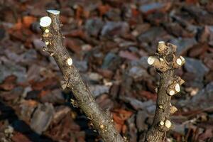 Close-up of cut branches of Hibiscus syriacus in early spring in a garden with a blurred background. photo