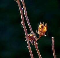 Close-up of Hibiscus syriacus in early spring. photo