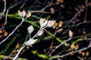 Close-up of Hibiscus syriacus in early spring against a dark background. photo