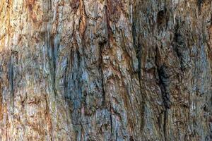 A close-up of a redwood tree's trunk and bark, showing its rich wood texture. Evidence of the tree's age and resilience. photo