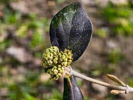 Flower buds of Viburnum rhytidophyllum in early spring in garden. photo