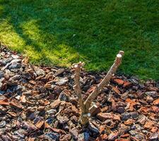 Close-up of pruned branches of Hibiscus syriacus in early spring in a garden against a background of fallen leaves. photo