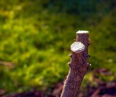Close-up of cut branches of Hibiscus syriacus in early spring in a garden against a green background. photo
