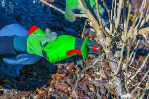 Gardener trimming bush with mini electric saw. Hands in work gloves trim tree branches with hand garden saw and trim trees. photo