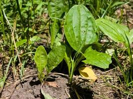 Close-up of Broadleaf Plantain Plantago major growing in the grass, with large oval ribbed leaves. photo