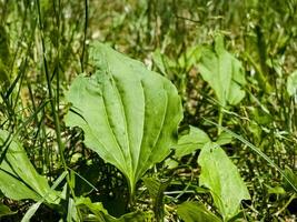 Broadleaf plantain Plantago major growing in the grass with large oval ribbed leaves photo