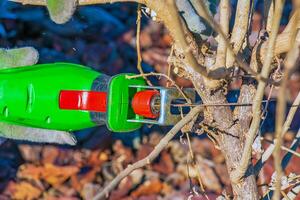 Close-up of a bush being trimmed with a mini electric saw. Spring gardening on a sunny warm day. photo