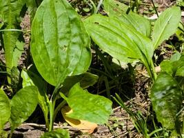 Close-up of Broadleaf Plantain Plantago major growing in grass, with large oval ribbed leaves. photo