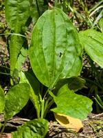 Broadleaf plantain Plantago major growing in grass with large oval ribbed leaves. Vertical photo