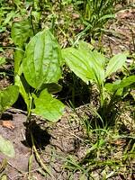 Close-up of Broadleaf Plantain Plantago major growing in grass, with large oval ribbed leaves. Vertical photo