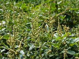 Chenopodium is a genus of subshrubs in the family Amaranthaceae. photo