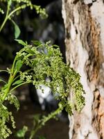 Chenopodium is a genus of subshrubs in the family Amaranthaceae. Selective focus. Vertical photo