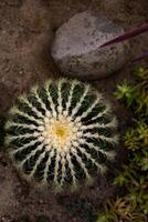 Top view of a unique cactus surrounded by greenery photo