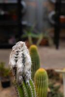 Close up of a cactus with fluffy appearance macro photo